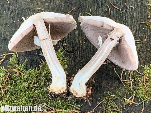 Dünnfleischiger Anischampignon, Agaricus silvicola