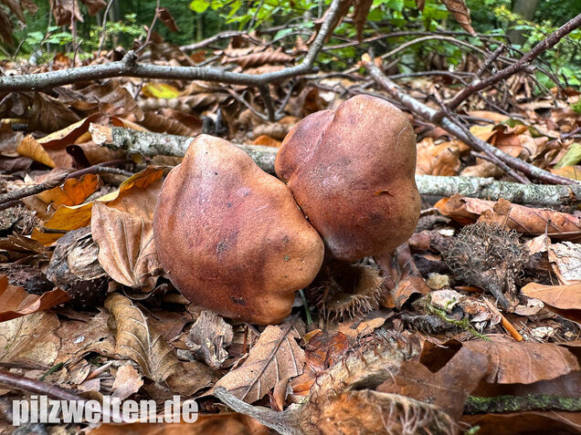 Brandiger Ritterling, Tricholoma ustale