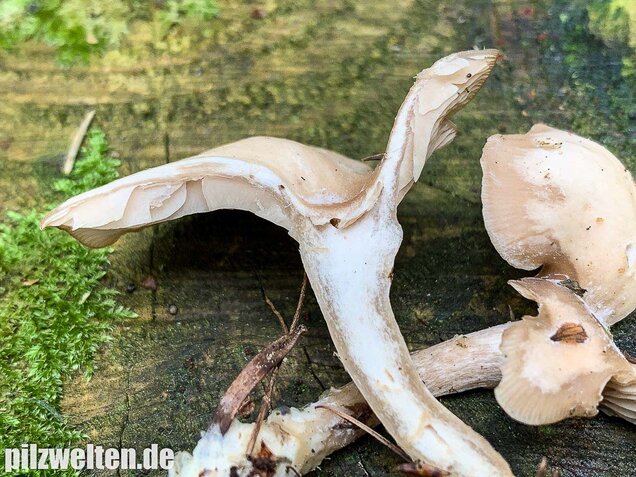 Fleischbräunlicher Anistrichterling, Clitocybe obsoleta