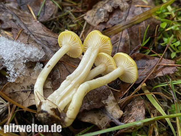 Gelber Lärchenschneckling, Hygrophorus lucorum