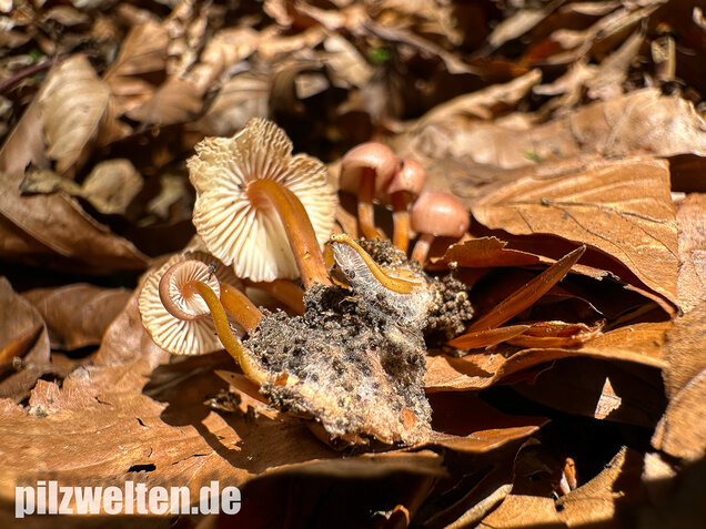 Gelbstieliger Nitrathelmling, Gelbfüßiger Nitrosehelmling, Mycena renati