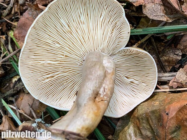 Graugrüner Milchling, Lactarius blennius