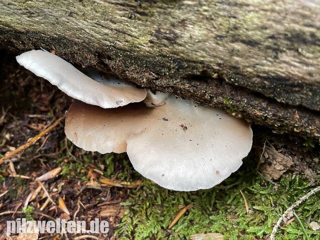 Großes Stummelfüßchen, Crepidotus autochthonus