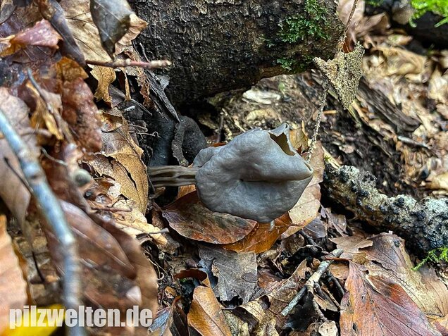 Grubenlorchel, Helvella lacunosa