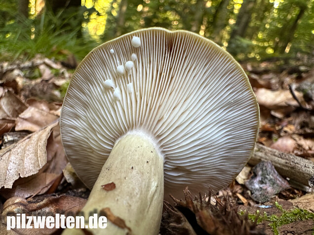 Graugrüner Milchling, Lactarius blennius