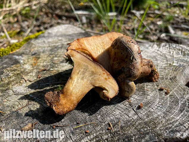 Kahler Krempling, Paxillus involutus