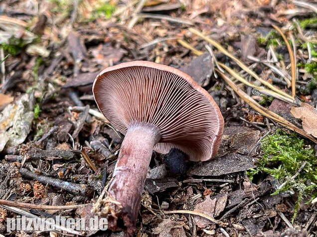 Kampfermilchling, Lactarius camphoratus