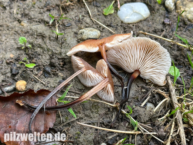 Kohlstinkschwindling, Gymnopus brassicolens