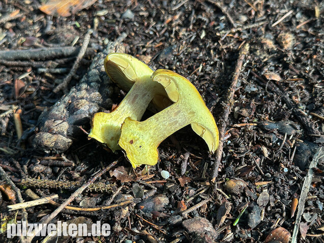 Schöngelber Klumpfuß, Calonarius splendens