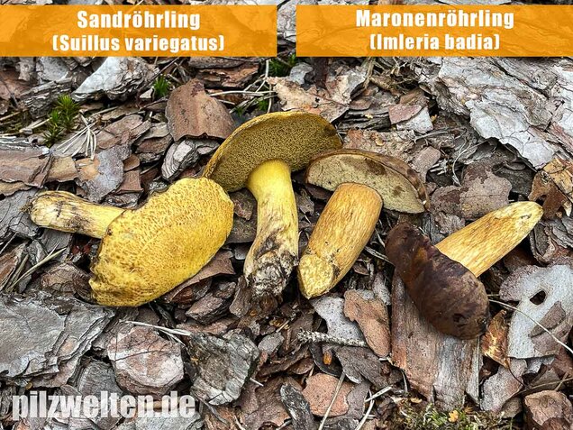 Maronenröhrling, Imleria badia