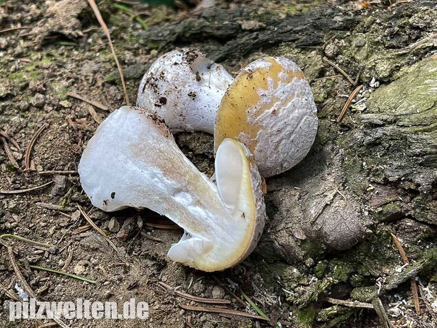Narzissengelber Knollenblätterpilz, Amanita gemmata