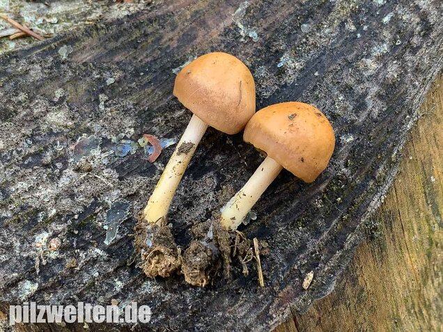 Nelkenschwindling, Marasmius oreades