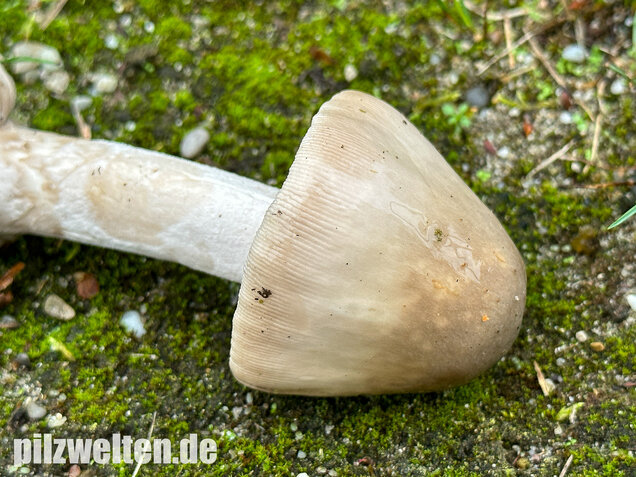 Ockergrauer Scheidenstreifling, Ockergrauer Riesenstreifling, Amanita lividopallescens