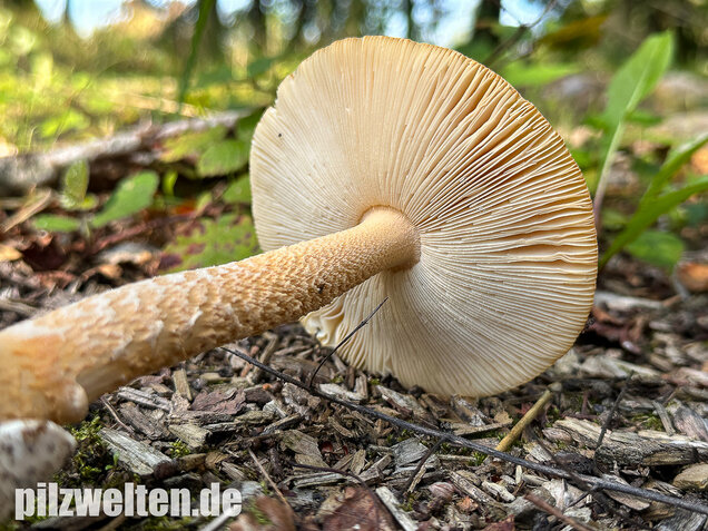 Orangegelber Scheidenstreifling, Amanita crocea