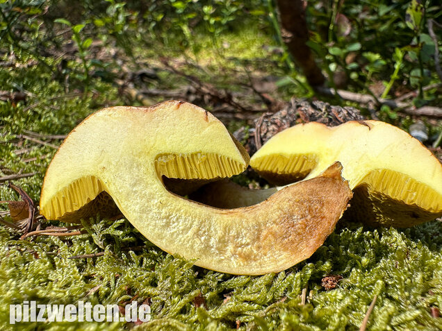 Parasitischer Röhrling, Pseudoboletus parasiticus