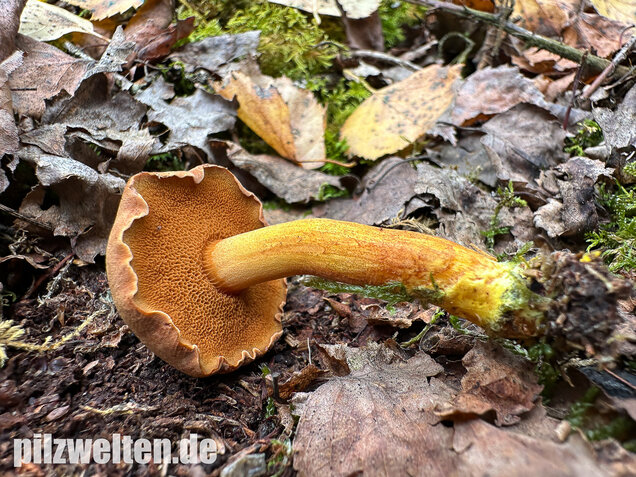 Pfefferröhrling, Chalciporus piperatus