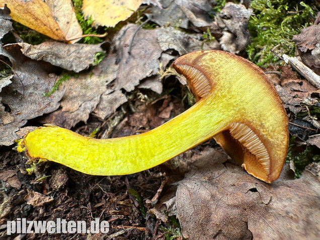 Pfefferröhrling, Chalciporus piperatus