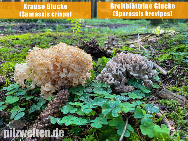 Krause Glucke, Sparassis crispa