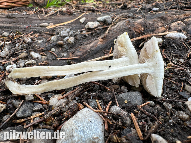 Weißer Ackerling, Rissiger Ackerling, Agrocybe dura