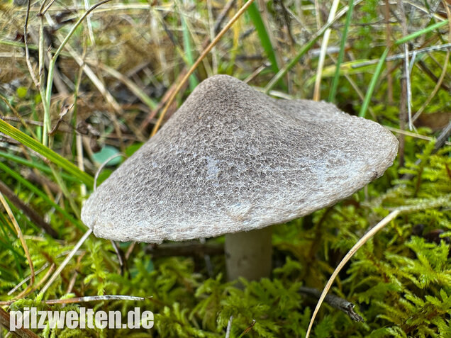 Rötender Erdritterling, Tricholoma orirubens