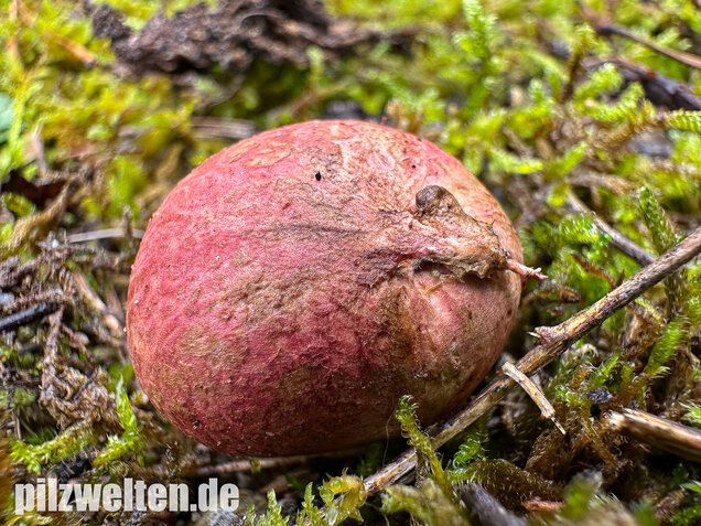 Rötlicher Wurzeltrüffel, Rhizopogon roseolus