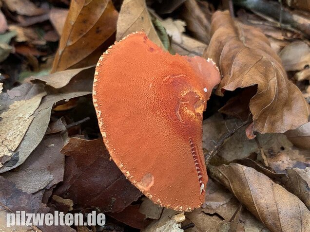 Rostroter Körnchenschirmling, Cystodermella granulosa