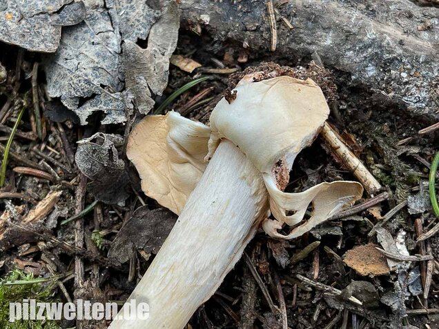 Rotbrauner Scheidenstreifling, Amanita fulva