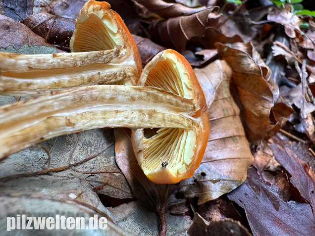 Safranroter Schüppling, Safranschüppling, Pyrrhulomyces astragalinus