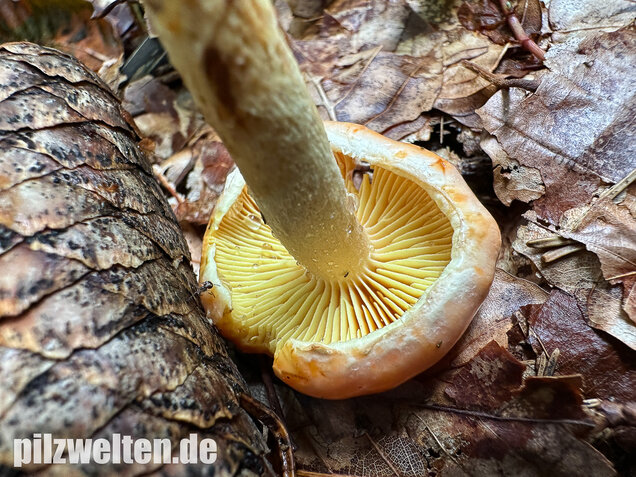 Safranroter Schüppling, Safranschüppling, Pyrrhulomyces astragalinus