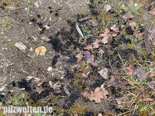 Topfteuerling, Cyathus olla