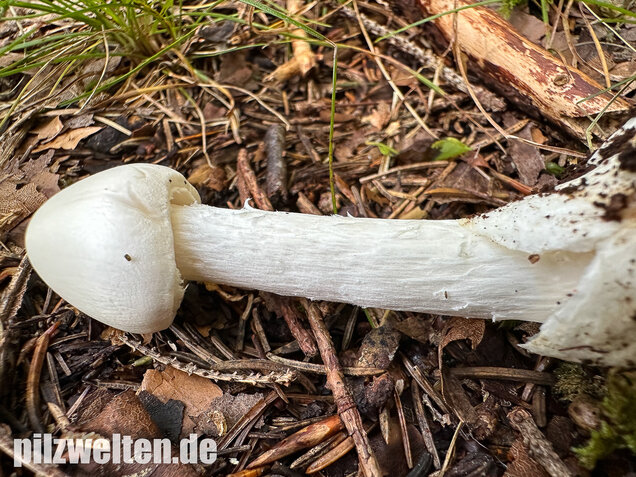Kegelhütiger Knollenblätterpilz, Amanita virosa