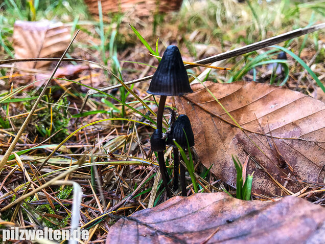 Weißmilchender Schwarzhelmling, Mycena leucogala