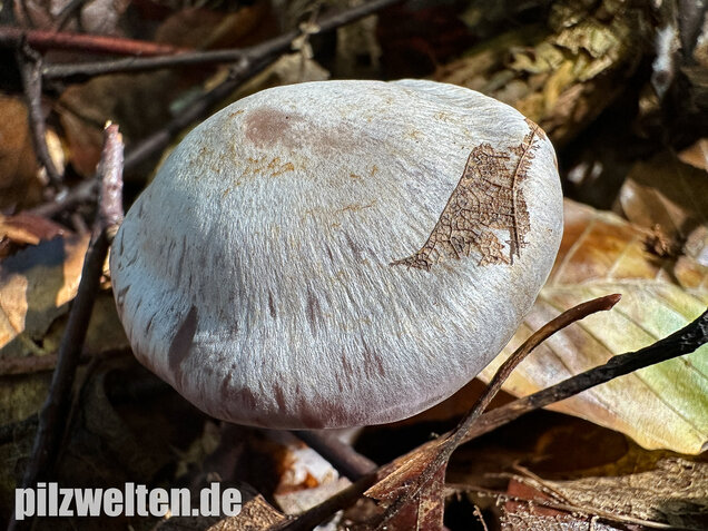 Weißvioletter Dickfuß, Cortinarius alboviolaceus