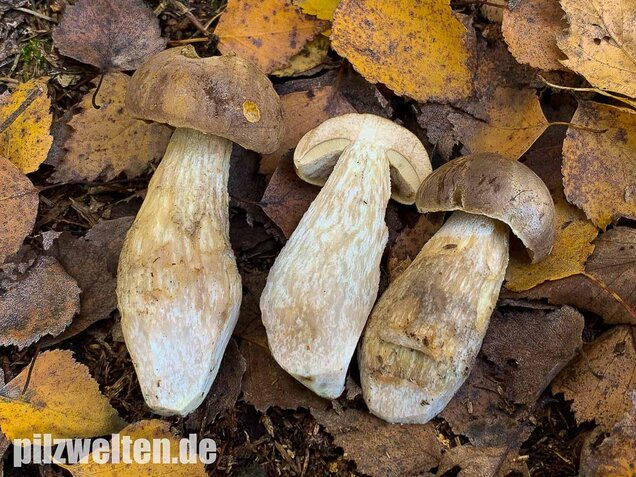 Wollstieliger Raufußröhrling, Leccinum cyaneobasileucum