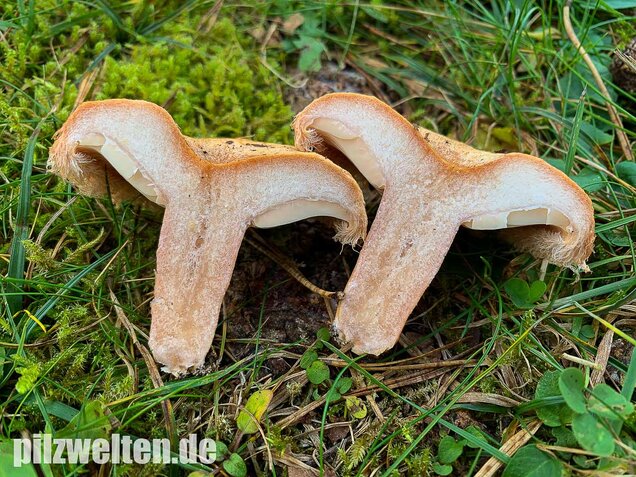 Zottiger Birkenmilchling, Lactarius torminosus