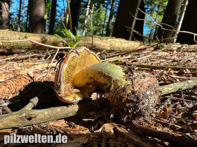 Anisklumpfuß, Cortinarius odorifer