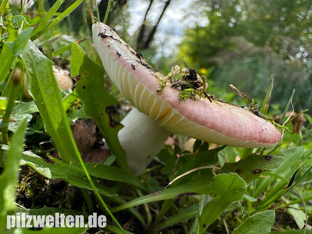 Ausblassender Birkentäubling, Verblassender Täubling, Russula exalbicans