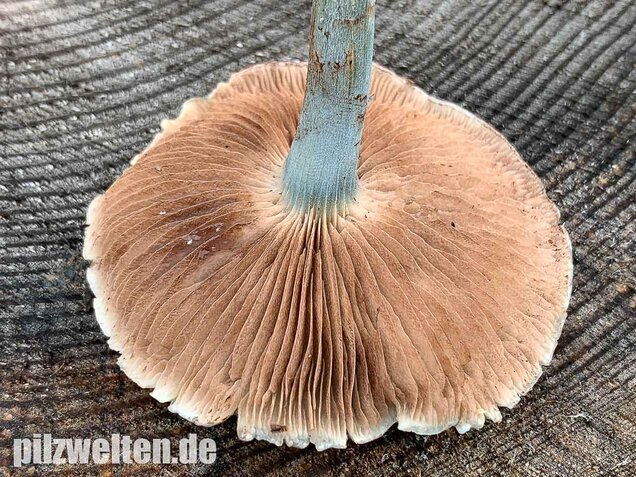 Blauer Träuschling, Stropharia caerulea
