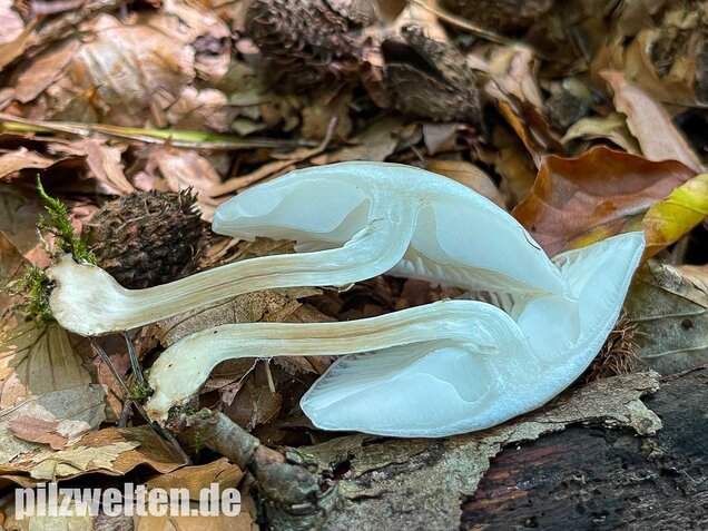 Buchenschleimrübling, Mucidula mucida