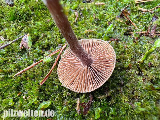 Duftender Gürtelfuß, Pelargoniengürtelfuß, Cortinarius flexipes