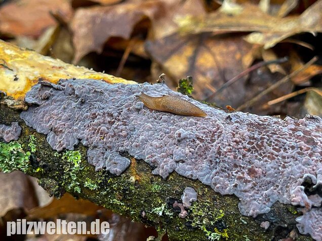 Eichen-Zystidenrindenpilz, Peniophora quercina