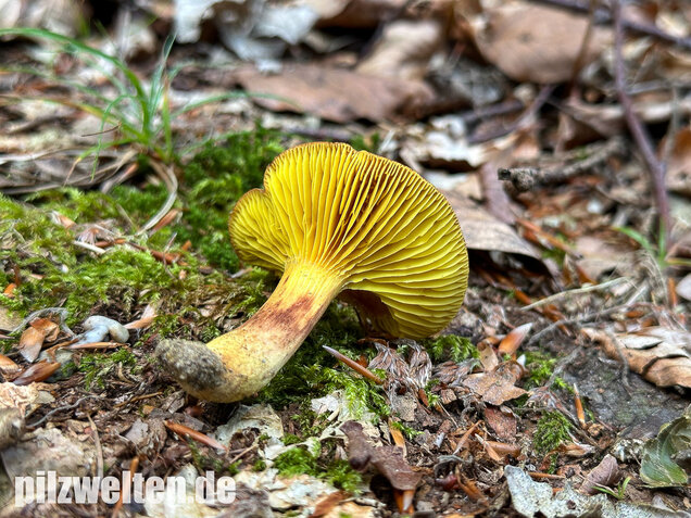 Europäisches Goldblatt, Phylloporus pelletieri