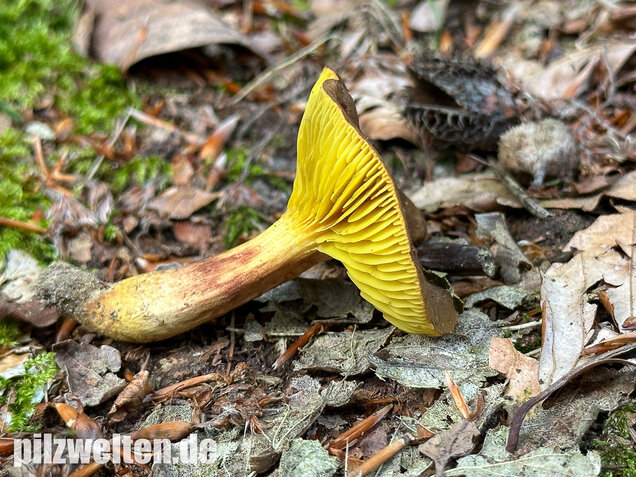 Europäisches Goldblatt, Phylloporus pelletieri