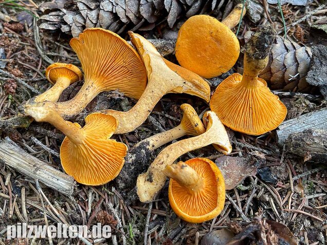 Falscher Pfifferling, Afterleistling, Hygrophoropsis aurantiaca