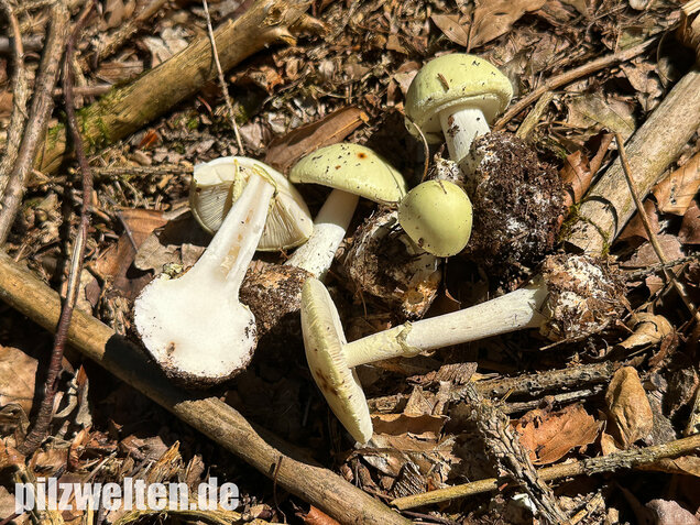 Gelber Knollenblätterpilz, Amanita citrina