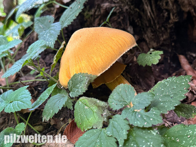 Glimmerschüppling, Phaeolepiota aurea