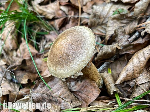 Grauer Lärchenröhrling, Suillus viscidus
