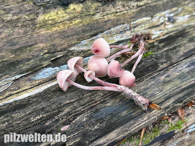 Großer Bluthelmling, Mycena haematopus
