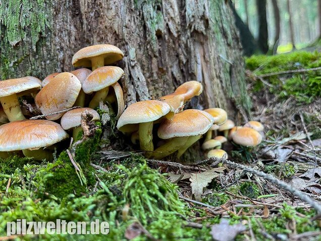 Grünblättriger Schwefelkopf, Hypholoma fasciculare