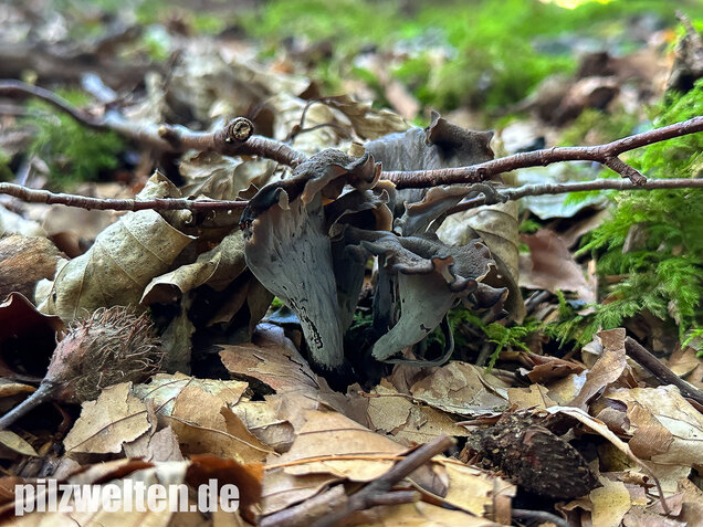 Herbsttrompete, Totentrompete, Craterellus cornucopioides